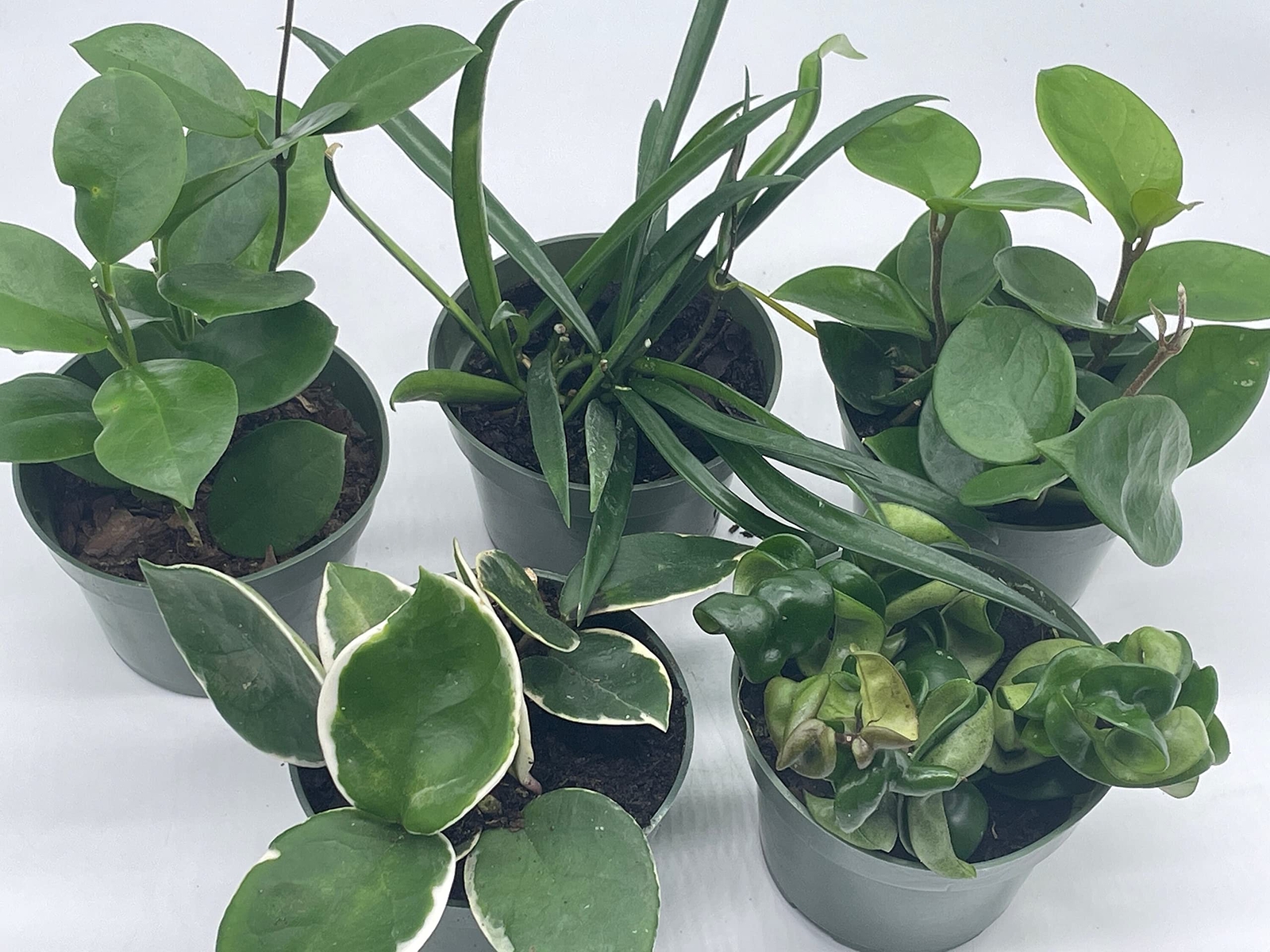 Hoya Assortment Set, Hindu Rope, Krimson Queen, Ketiana, Chelsea, Australis, Lis