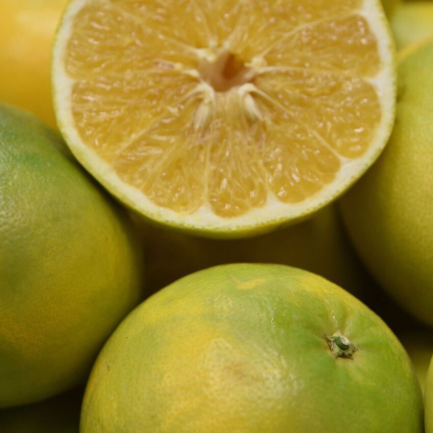 California only!! Cocktail Grapefruit Semi-Dwarf Tree, 24-36″ tall, grafted