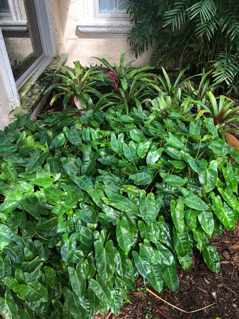 Burle Marx PHILODENDRON one tropical plant clipping