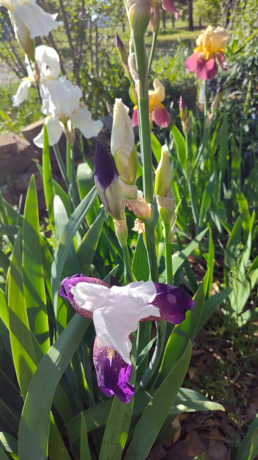 Hardy Iris Rhizomes – 5 Pack – Mixed Colors – Easy to Grow