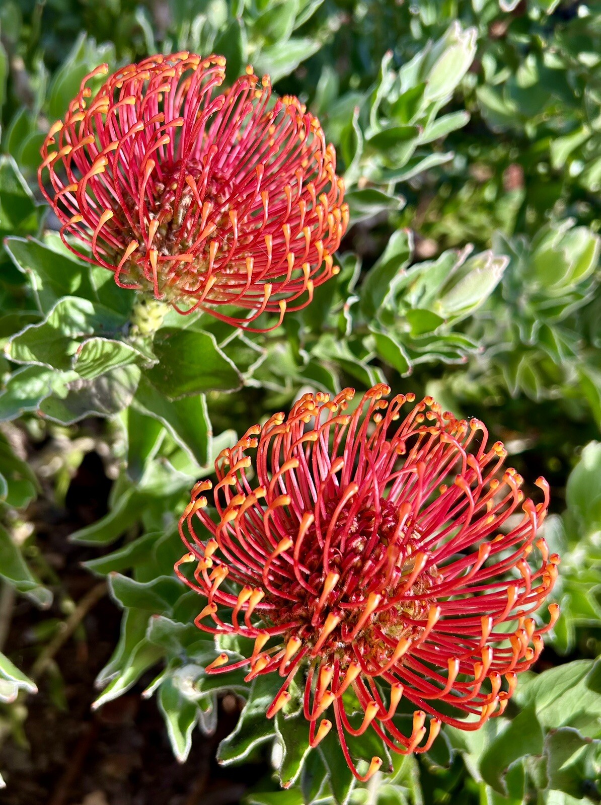 Red Ornamental Pincushion Protea, Leucospermum Cordifolium – 5 Seeds 2024 – USA
