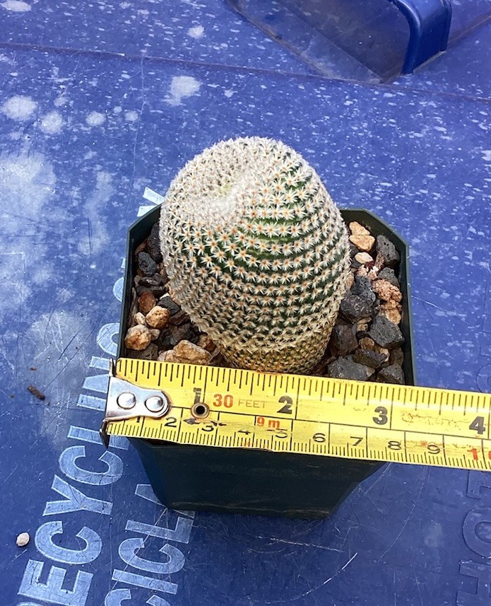 Beautiful-Mammillaria Crucigera RARE!!! Cactus (Own Roots) -Sold Potted As Shown