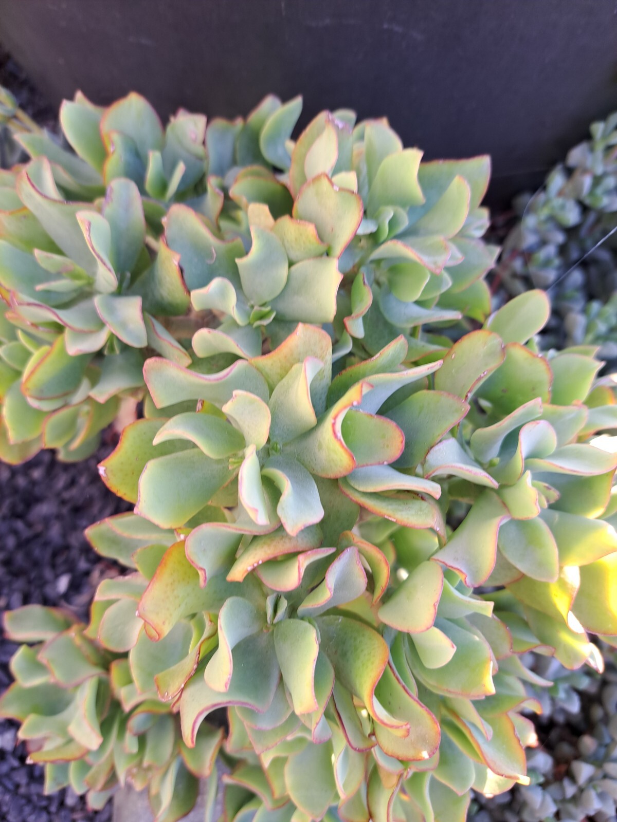 Ripple Jade Ruffle Jade Crassula arborescens, 5 Cuttings, subsp. undulatifolia