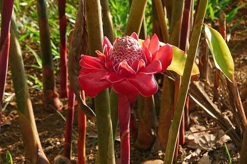Etlingera elatior | Rose | Torch Lily | Ginger or Wax Flower | 10 Seeds
