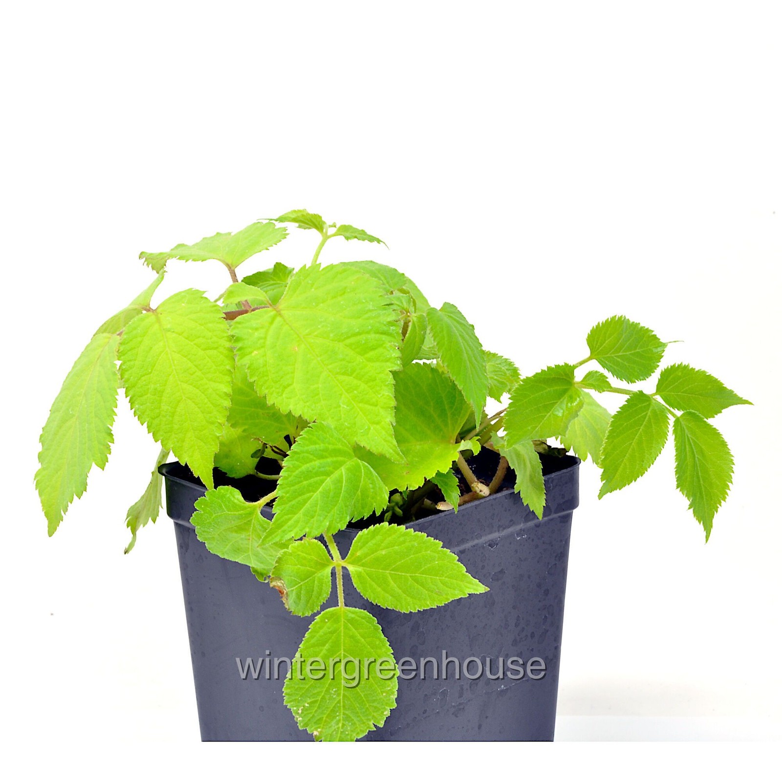 Aralia cordata Sun King, Japanese Spikenard, Container Size: 4.5″