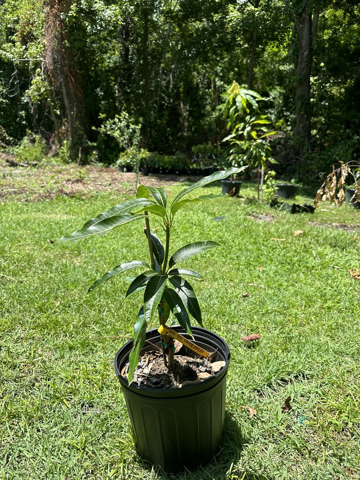 Kesar MANGO TREE GRAFTED (2-4 Feet Tall). Ship To All States