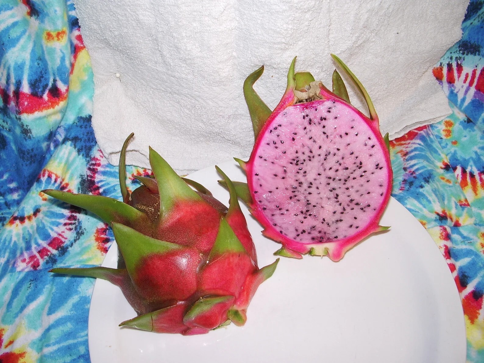 ULTRA RARE DRAGON FRUIT CUTTINGS – MULTIPLE VARIETIES – 8″ – 12: SIZE