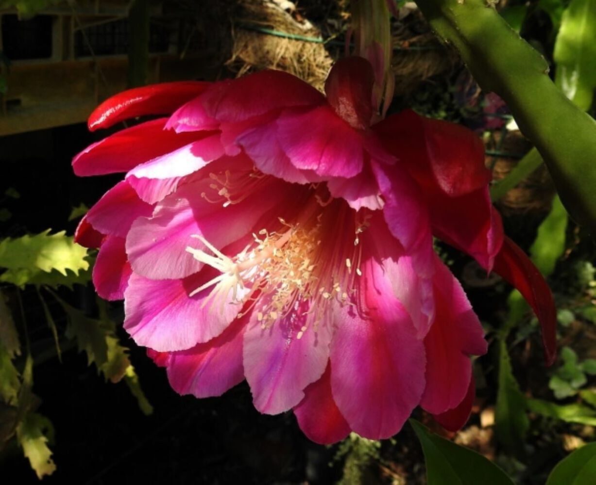 Epiphyllum Hybrid ‘Showboat’ Fully-Rooted Starter Pot