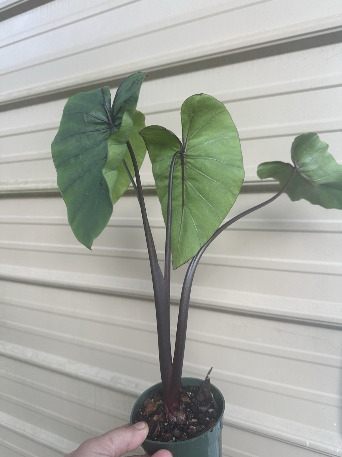 PHARAOH’S MASK Colocasia Live Plant In 4′ Pot Perennial In Zone 8