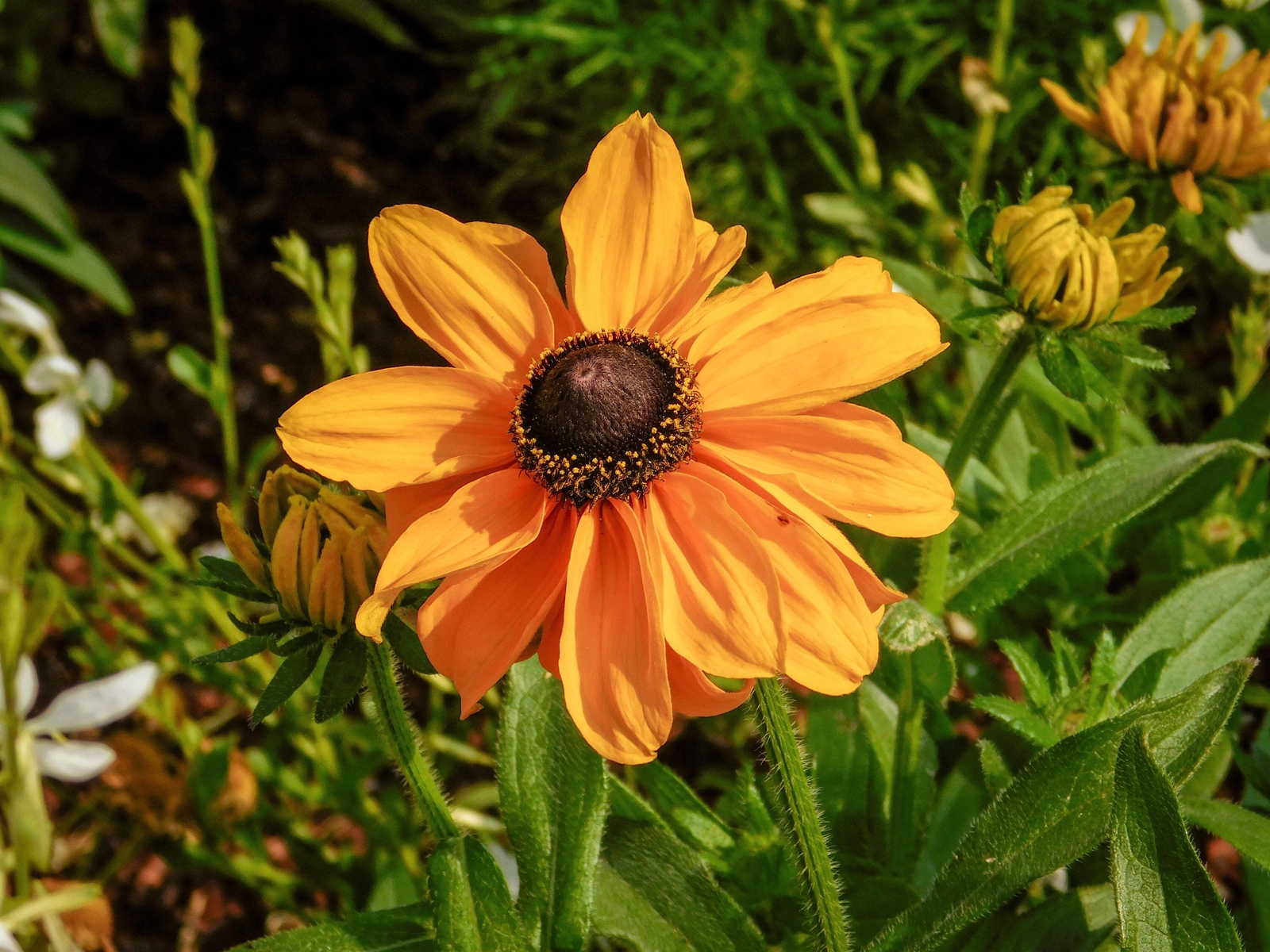 250 Dwarf MARMALADE RUDBECKIA Hirta Black Eyed Susan Gloriosa Daisy Flower Seeds
