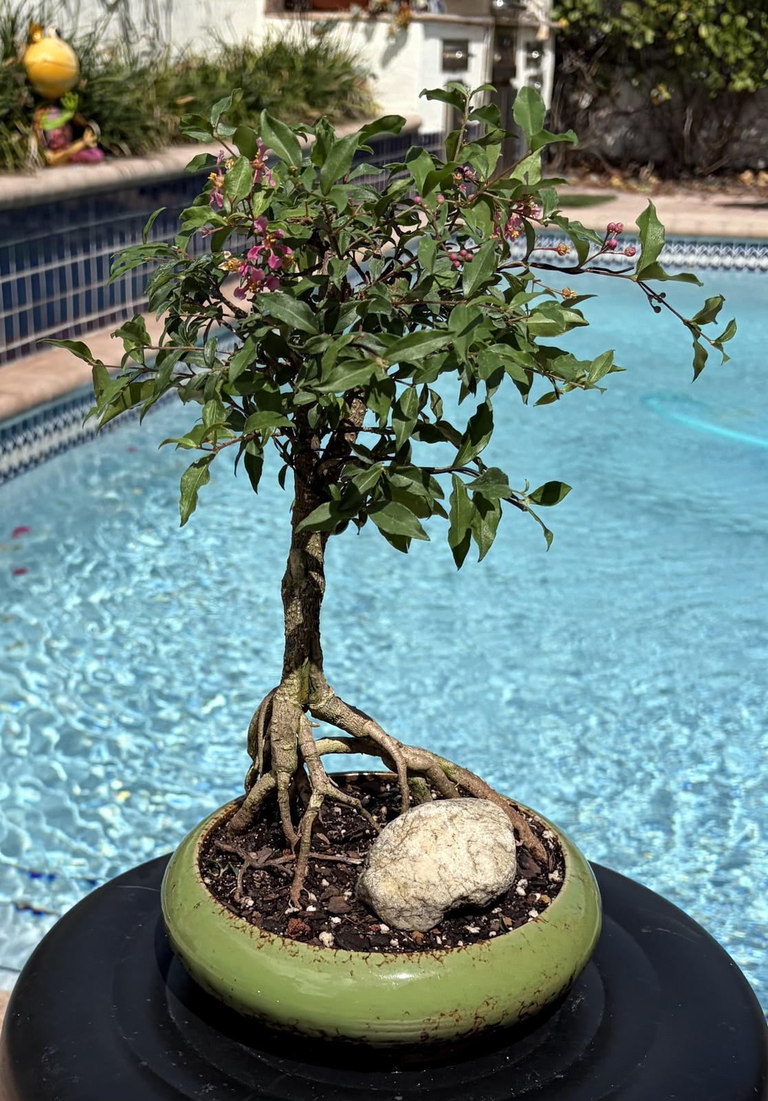 Barbados Cherry Exposed Roots Shohin Bonsai (Malpighia Emarginata)