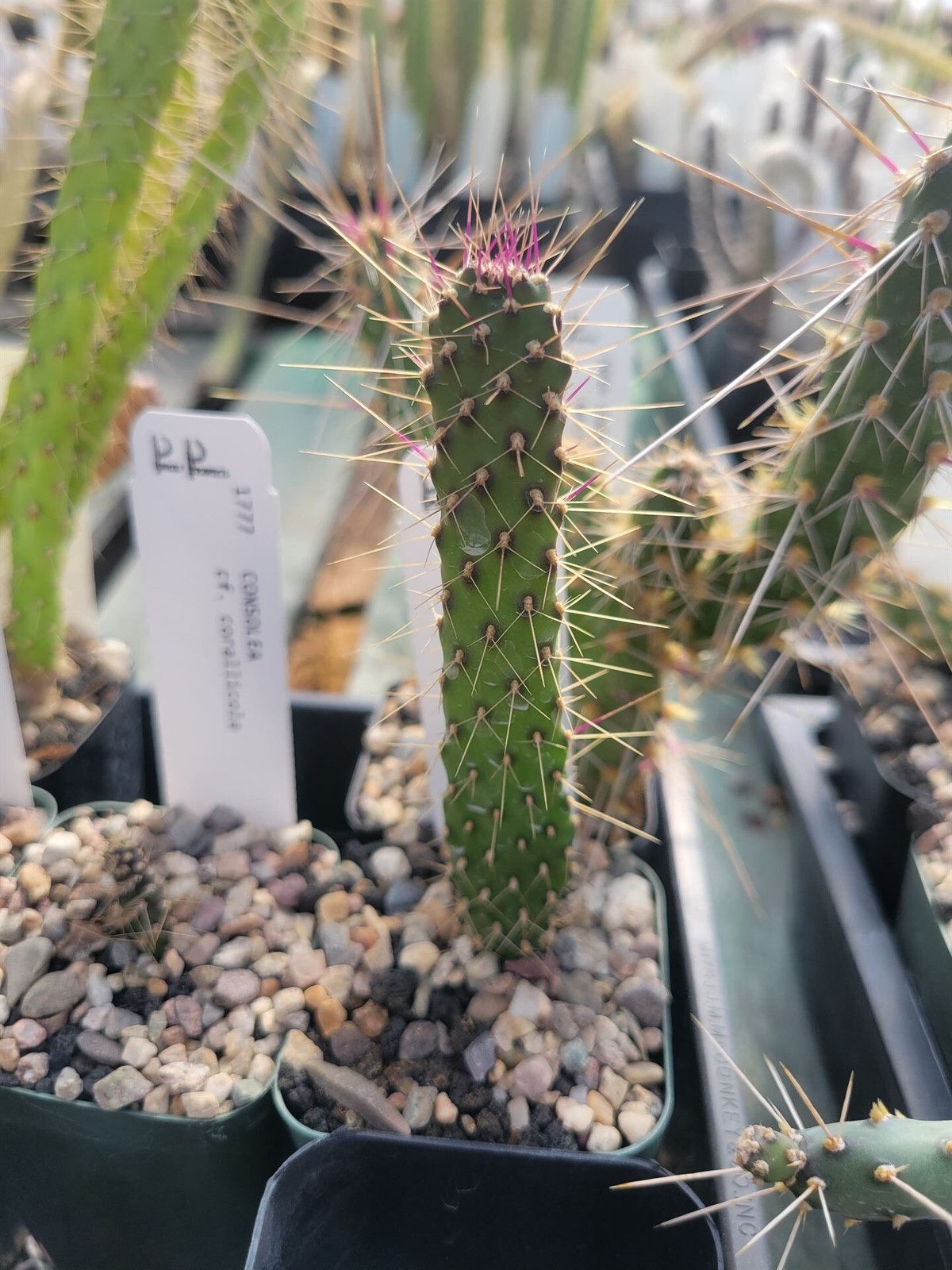 Consolea corallicola (with locality?) (fragile) (see description) (cactus – s…