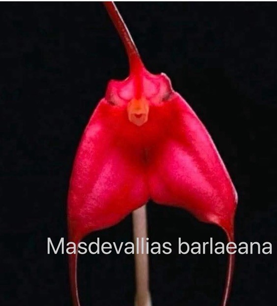 Masdevallia orchid