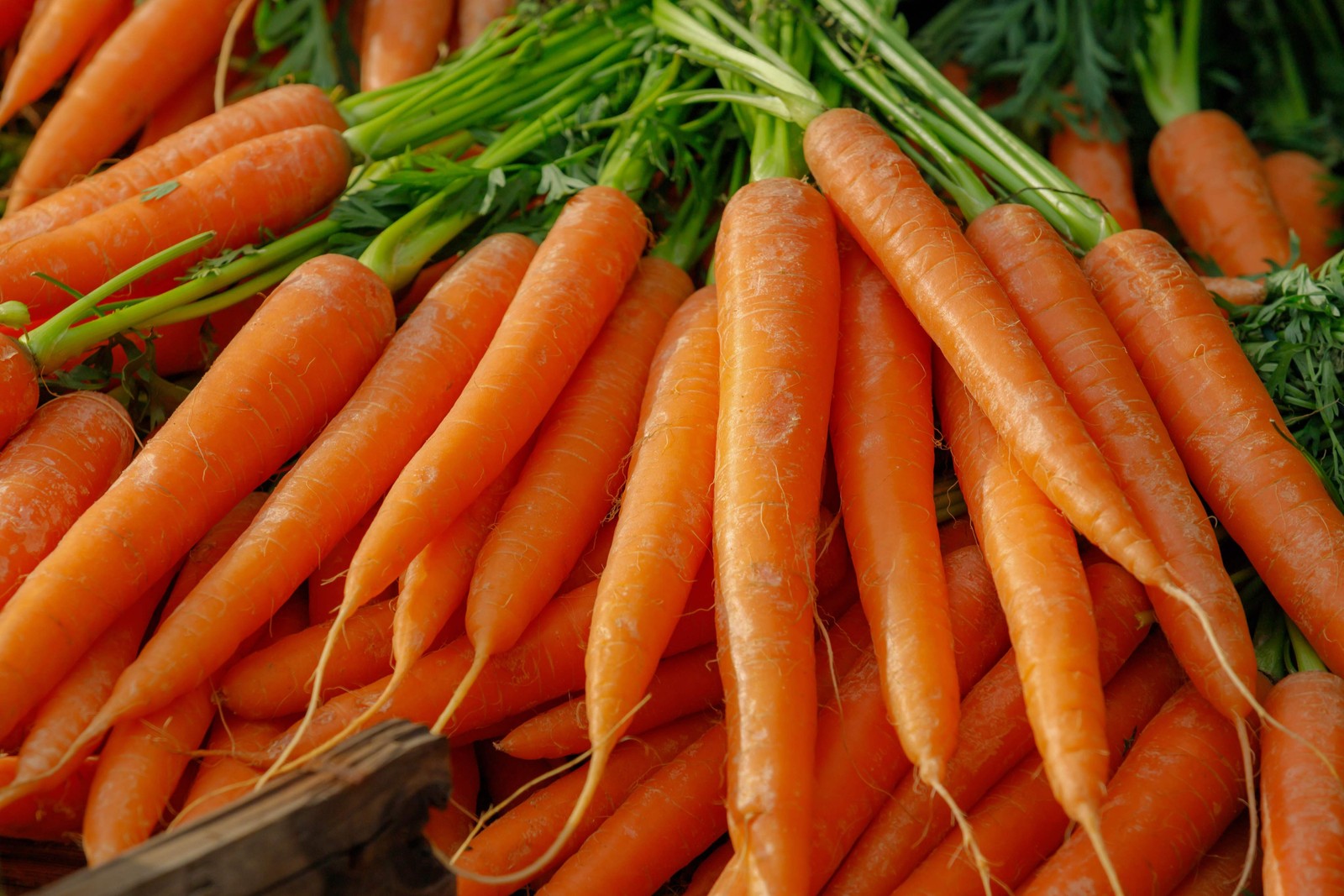 1500 TENDERSWEET CARROT Deep Orange Red Daucus Carota Vegetable Seeds