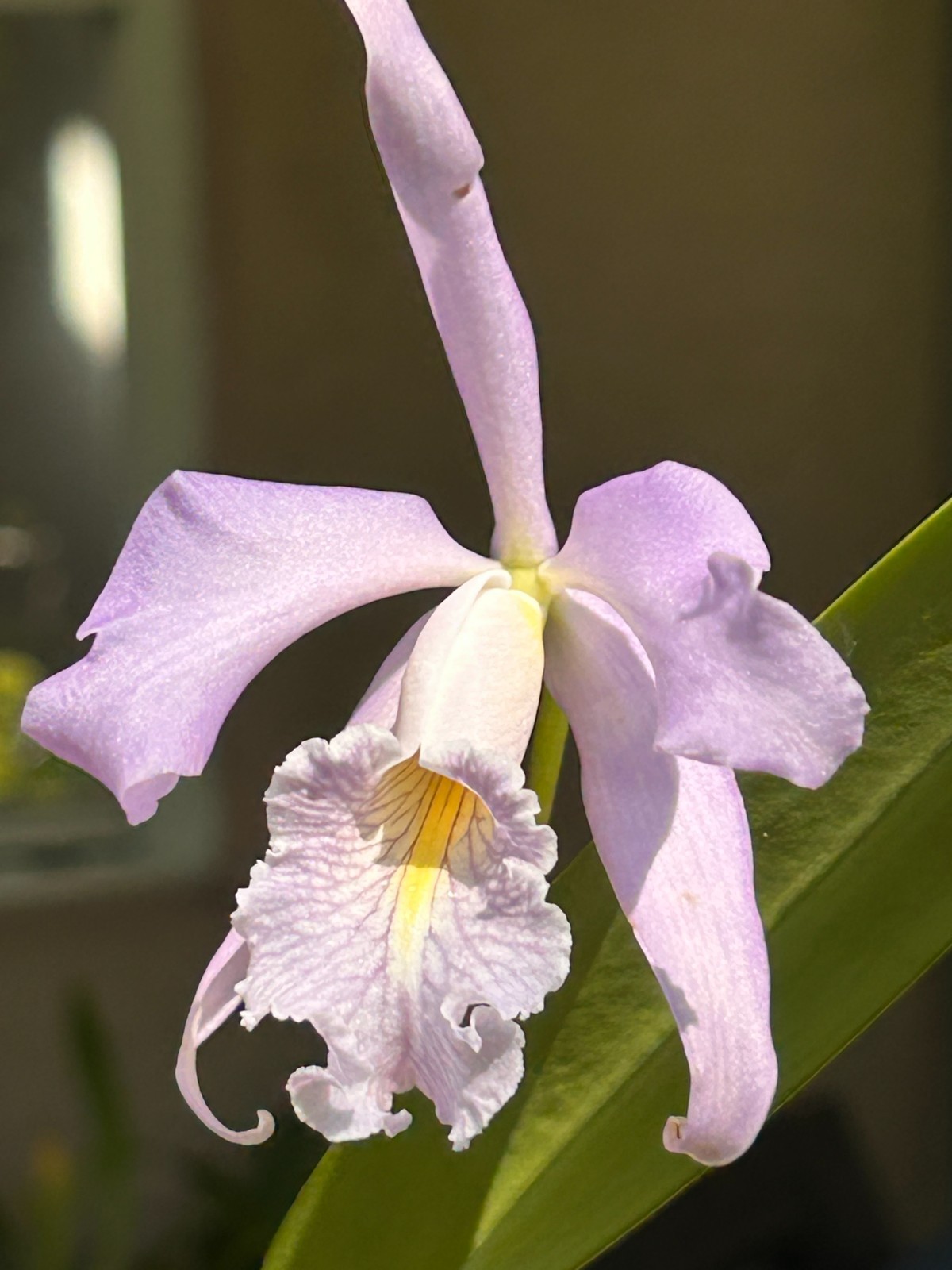 C. maxima coerulea ‘Blue Sea’ | NBS | 4″ pot