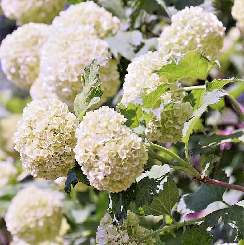 Old Fashion Snowball Viburnum Live Plant – 6-12″ Tall 1Qt Pot – Zones 3-8 Hardy