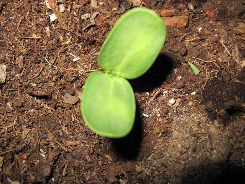 ProCut Orange Sunflower 10 Seeds Free Shipping!