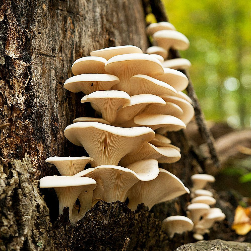 Warm Weather Pearl Oyster Mushroom (Pleurotus ostreatus) Liquid Culture