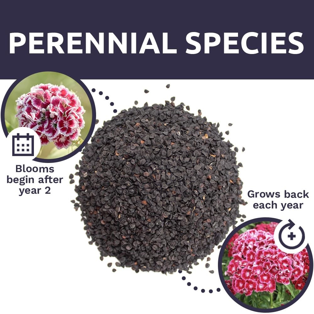 Sweet William Seeds – 1 Ounce Pouch, Shades of white, pink, purple and red