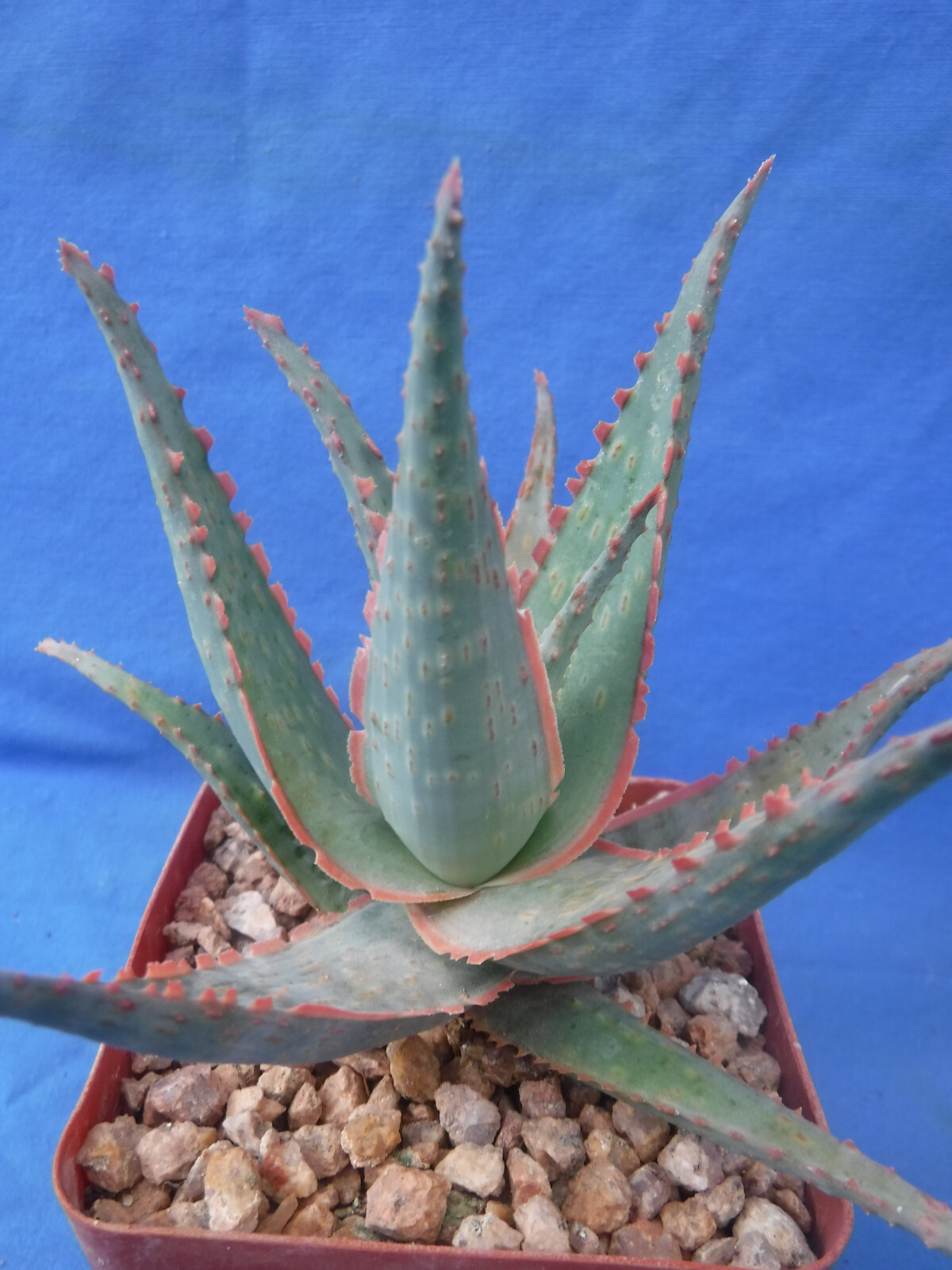 Aloe Hybrid KG “Dental Work” Great Colors/Texture Succulent 3″ to 4″ Wide 3″ Pot
