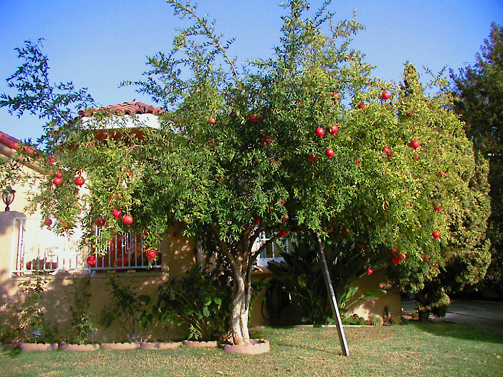 Pomegranate Tree Seeds (Punica granatum) “Apple of Granata Fruit” Shrub NON GMO