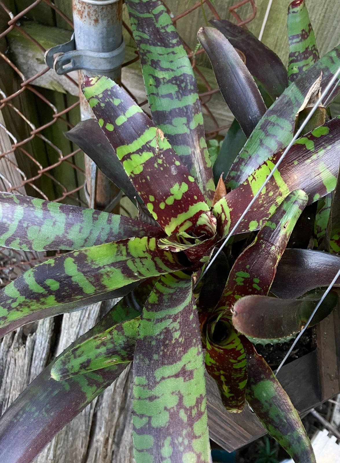 Neoregelia Guacamole Bromeliad Live Tropical Plant Mottled Banded Rosette Pup