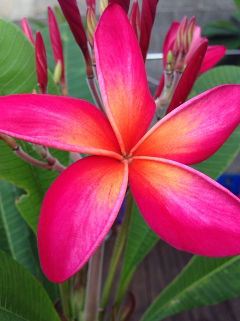ROOTED PINK PLUMERIA PLANT (KANEOHE SUNSET)