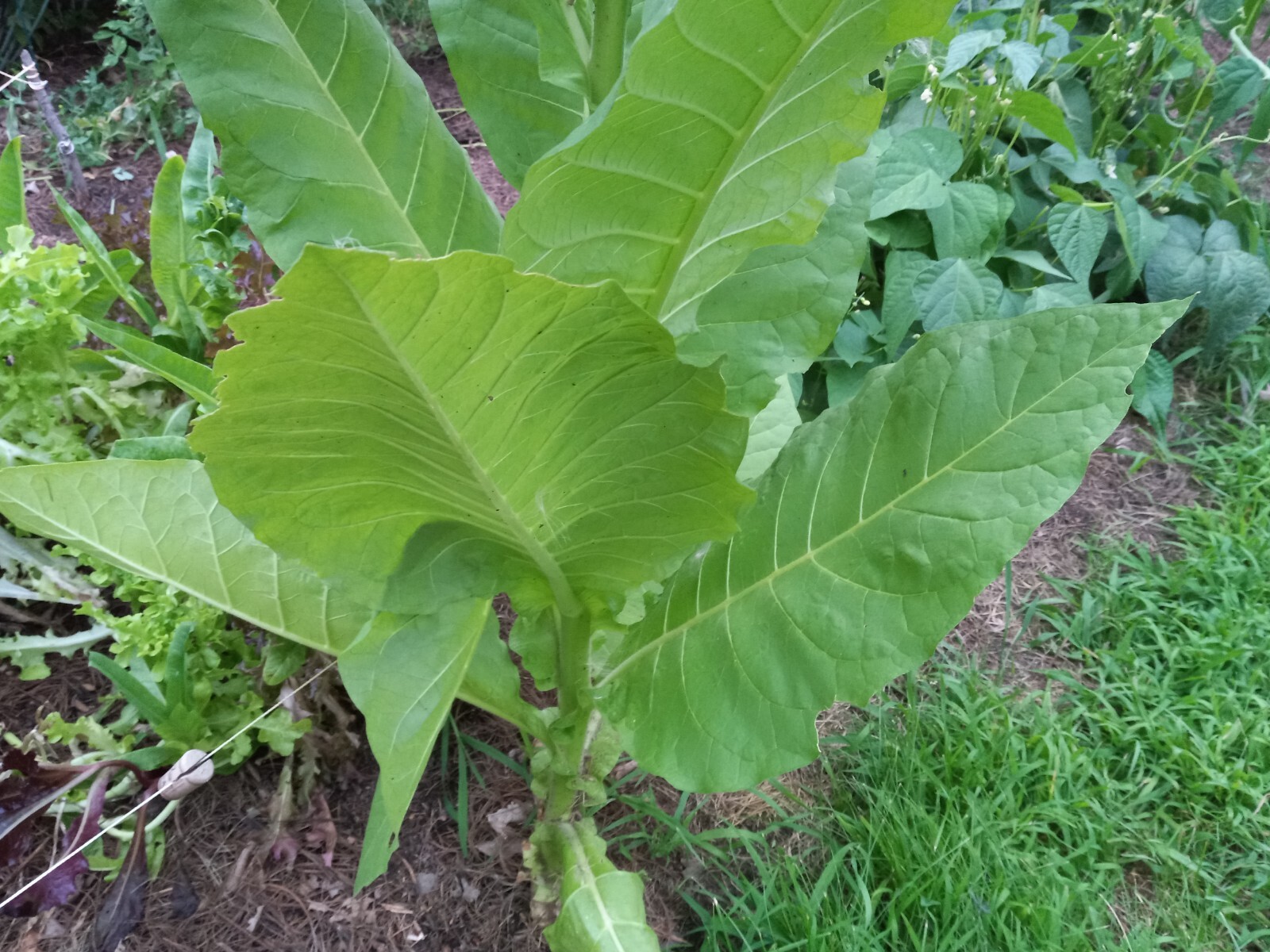 1000 “Great Lakes Gold” Tobacco Seeds FROM MICHIGAN! Organic, Heirloom, non-GMO