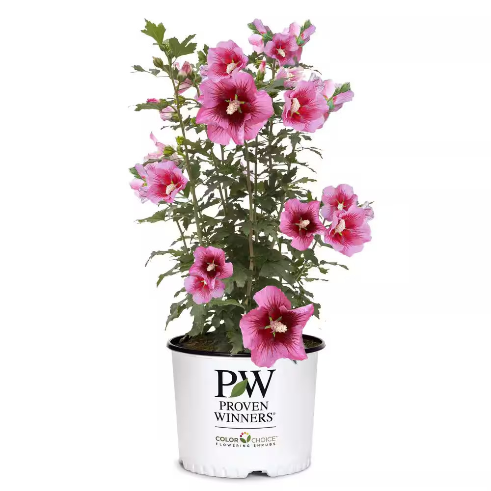2 Gal. Red Pillar Rose of Sharon (Hibiscus) Shrub with Dark Pink Flowers with Re
