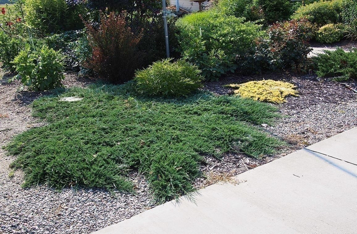 Blue Rug Juniper | 10 Live Plants | Drought Tolerant Cold Hardy Evergreen…