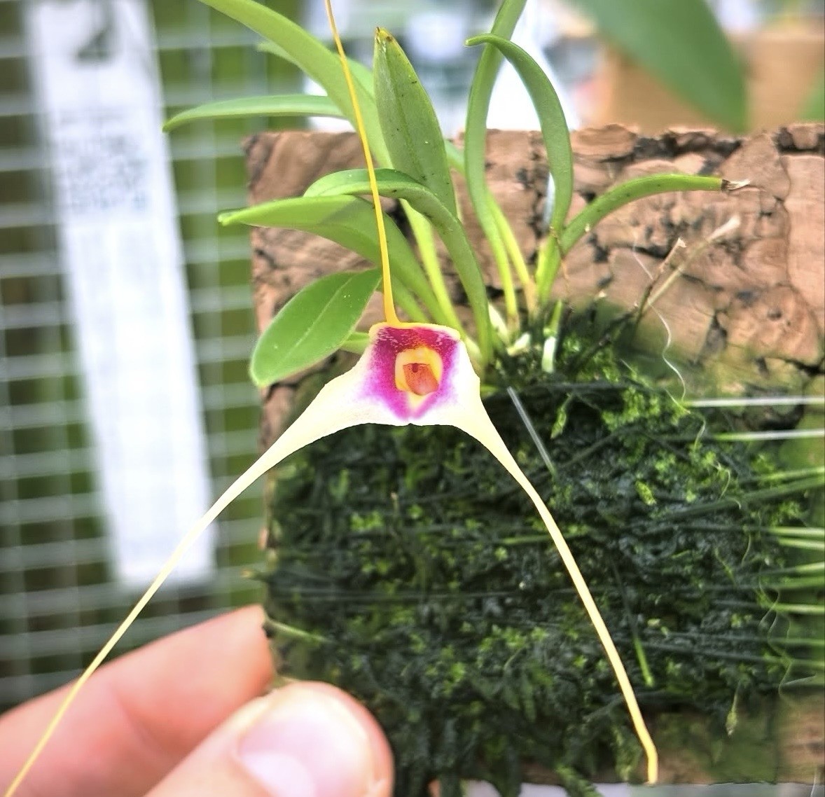 Masdevallia condorensis Rare Miniature Intermediate Orchid Species Bloom Size