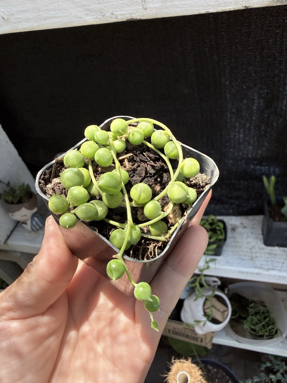 String of Hearts, Turtles, Pearls, bananas, or Rubies in 2in pot Succulents