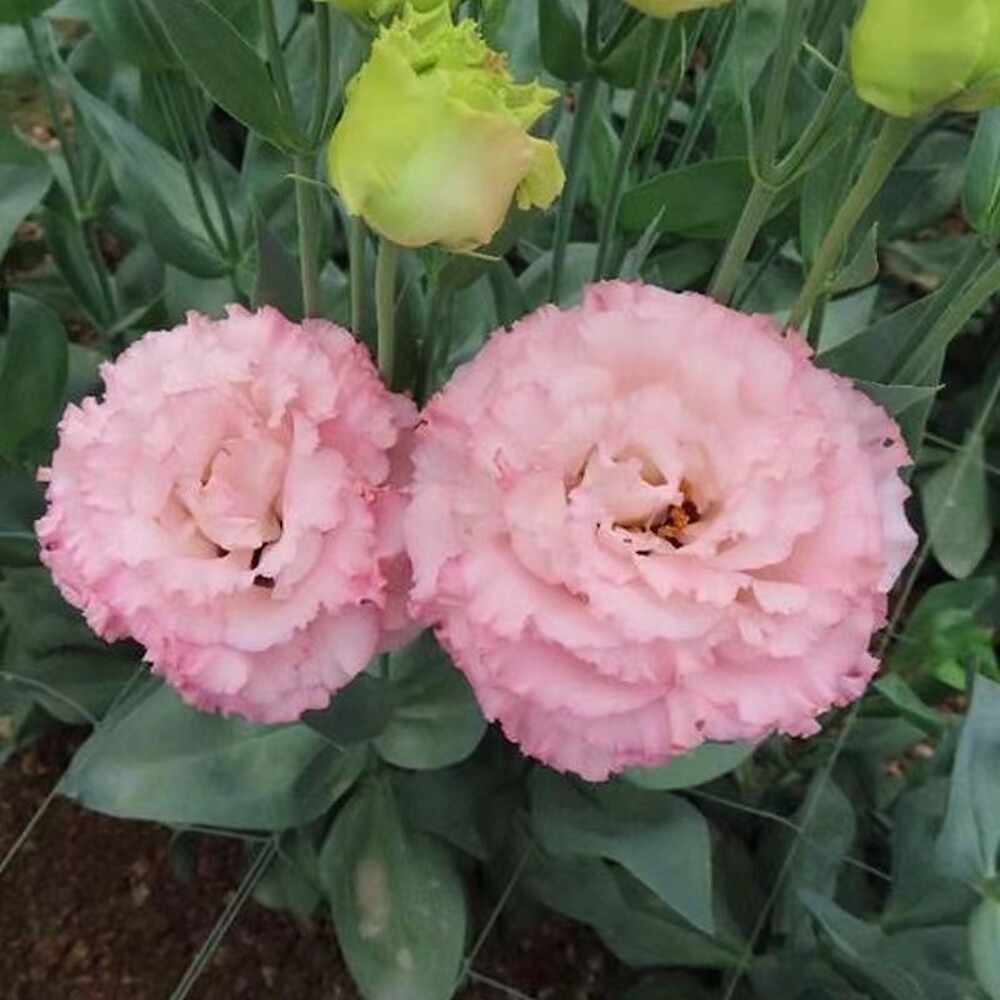 20 EXOTIC rare LISIANTHUS SEEDS for garden exotic flower plant beds USA SELLER