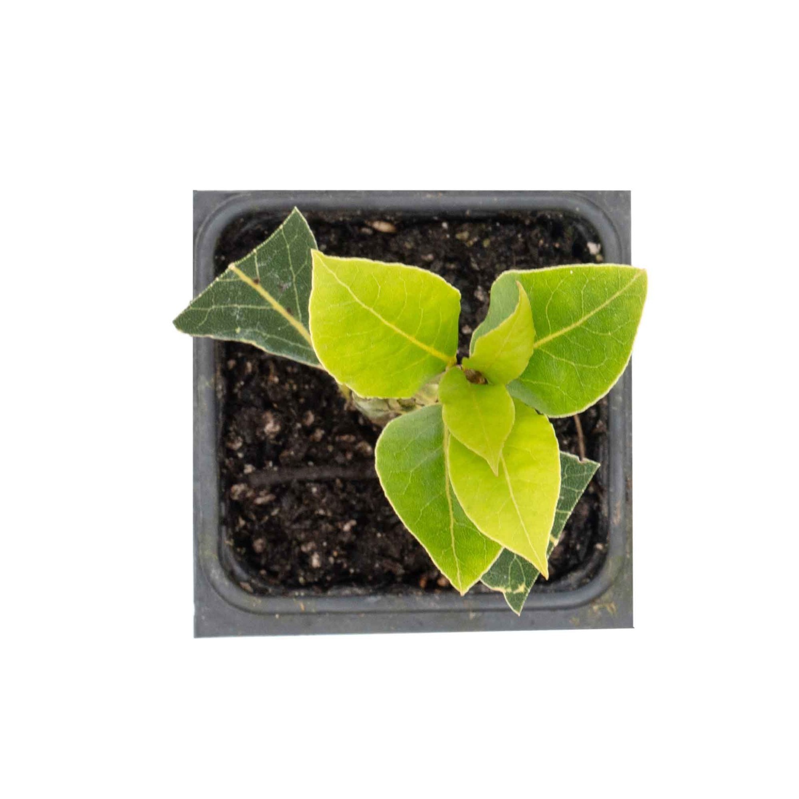 Bay Laurel (Laurus Nobilis) in 3.5″ Nursery Cubes, Live Aromatic Culinary Herb