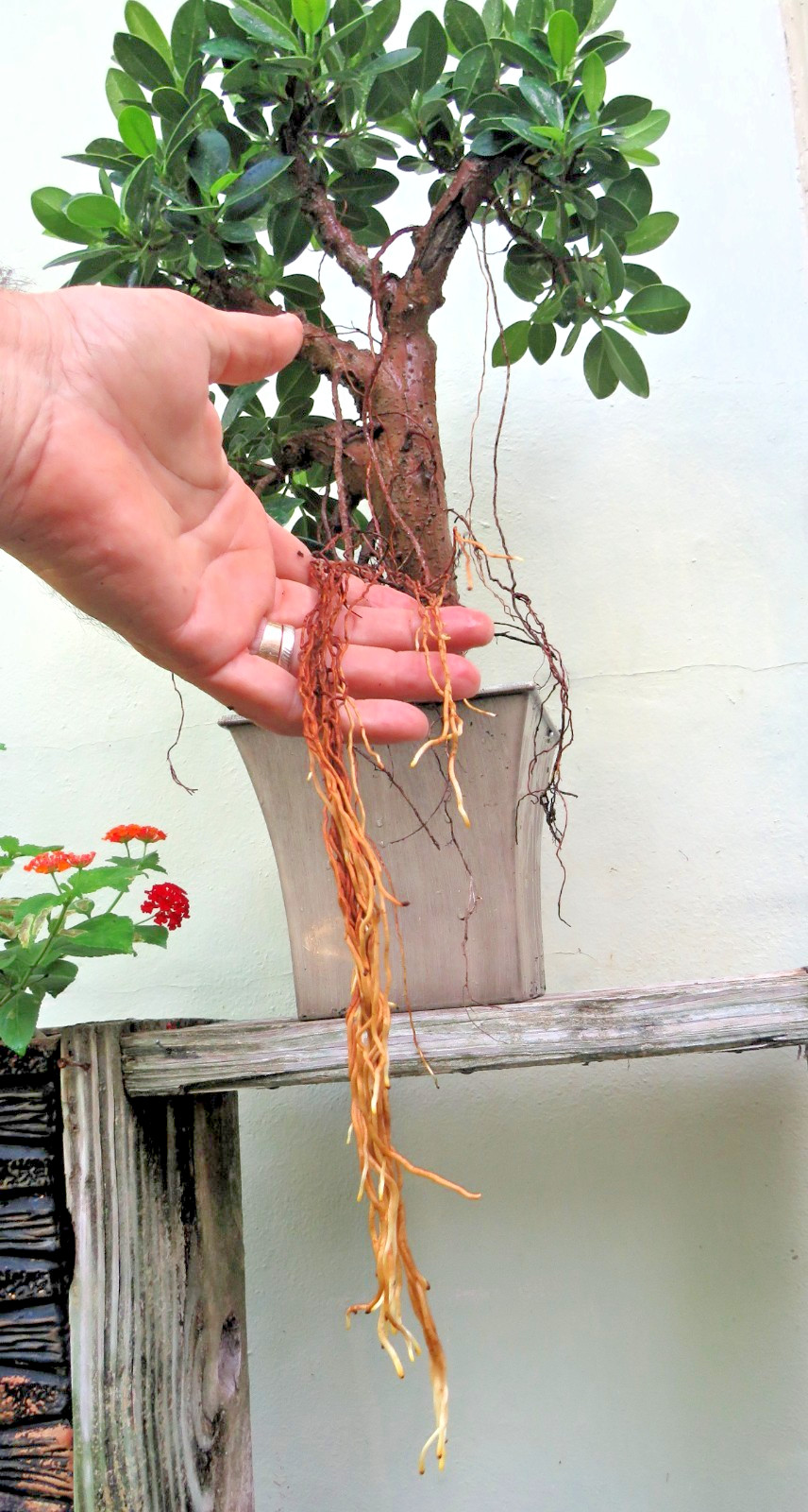 Ficus microcarpa Live Green Island Fig Tree Indoor, areal roots, Tropical Bonsai