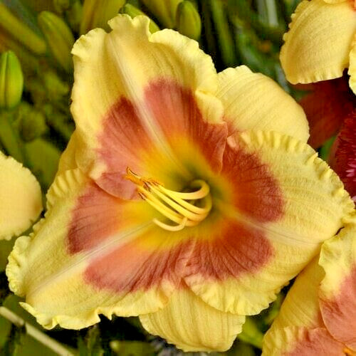 10 WHEN MY SWEETHEART RETURNS DAYLILY SEEEDS – Hemerocallis ‘When My Sweetheart
