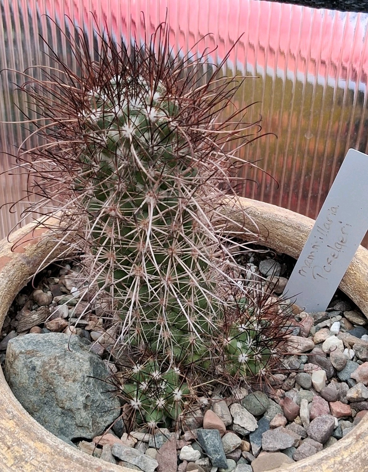 Mammillaria Poselgeri EXOTIC rare Cactus From BAJA MEXICO! Ships In A 4″ Pot!