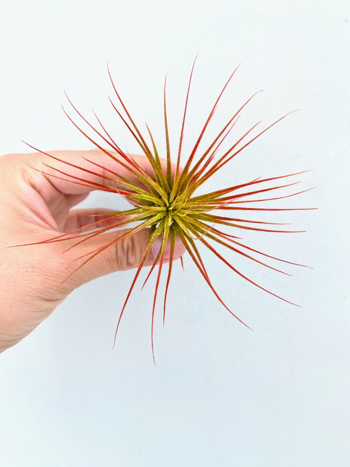 Air Plant 3 Pack Assortment – 3 COLORs of Tillandsia Airplants Free SHIPPING