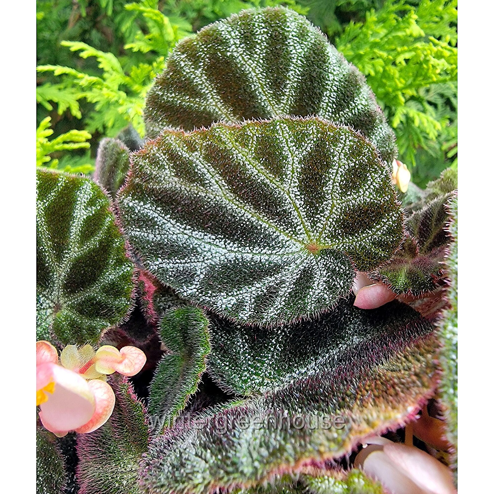 Begonia ningmingensis Bella, Hybrid Begonia, Container Size: 3″ (2.6×3.5″)