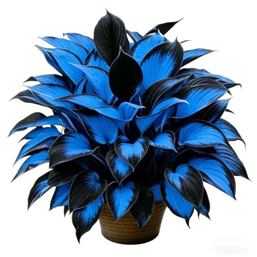 Hosta Seeds for Planting, 310+pcs Rare Perennial Hosta Flower Seeds Plants,