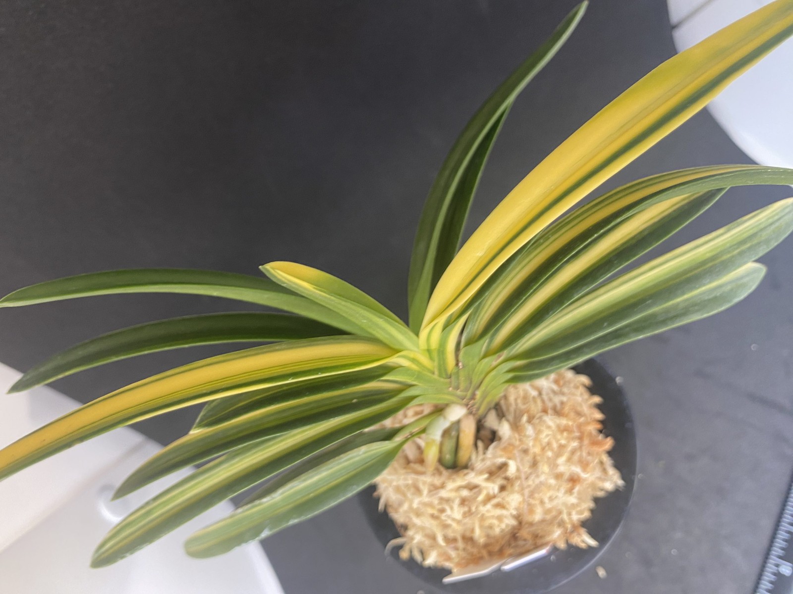 Neofinetia falcata A325DK124. TENRYO 天領