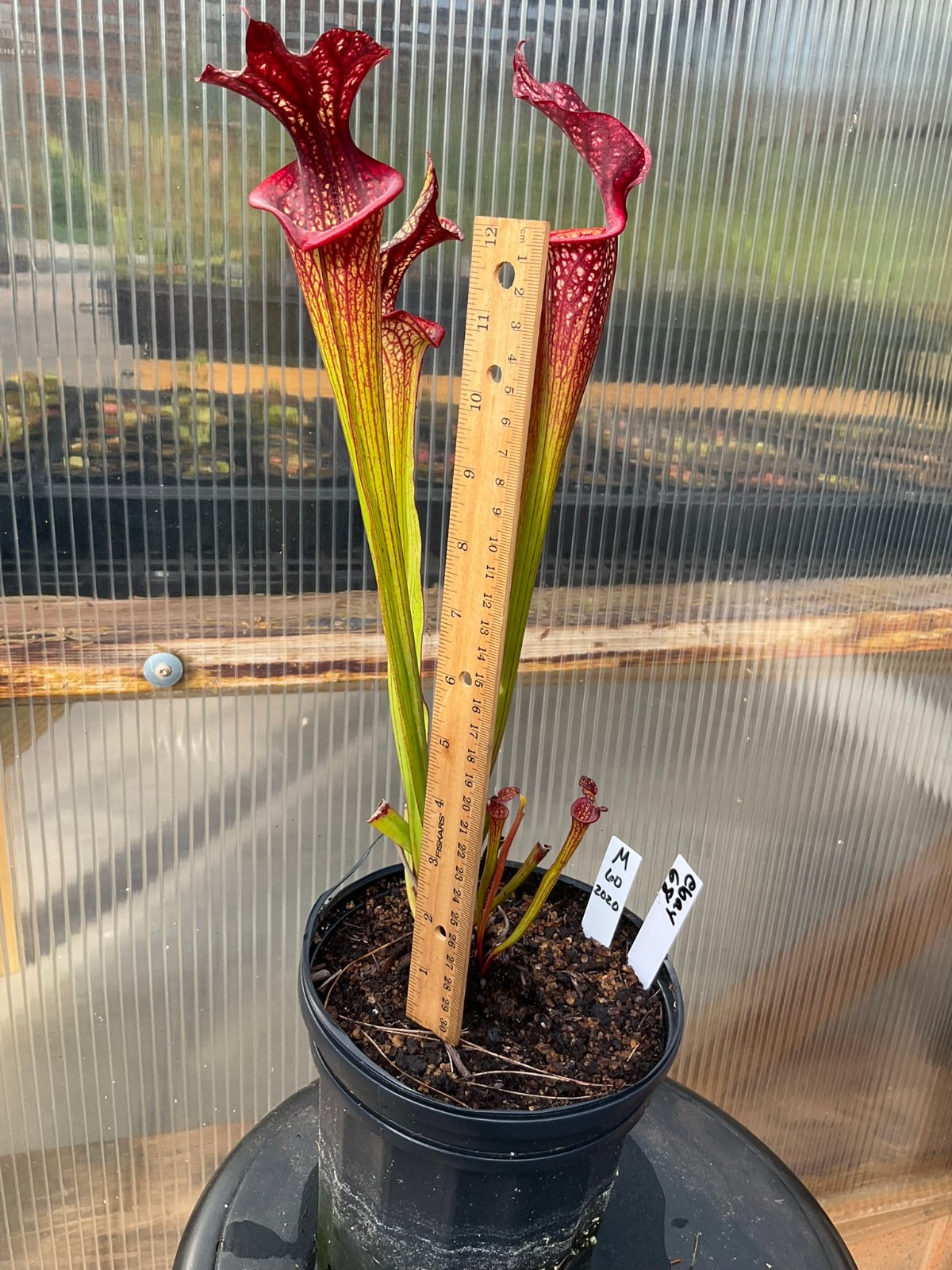 Sarracenia ‘Esme Cowlard’ x (leucophylla Purple Lips x cuprea) OP Exact Plant
