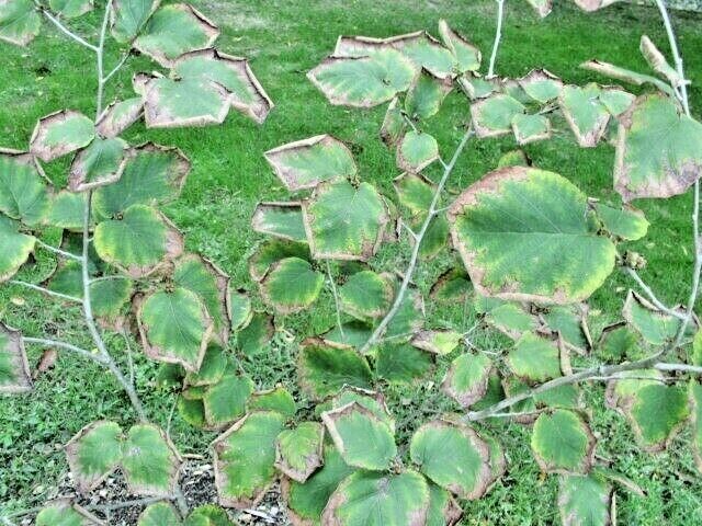 10 CHINESE IMPERALIS WITCH HAZEL SEEDS – Hamamelis mollis ‘Imperialis’