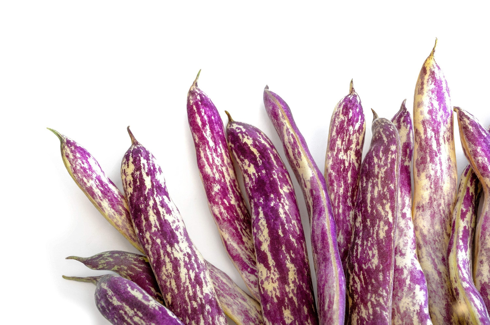 50 DRAGON TONGUE Wax BEAN Yellow Purple Phaseolus Vulgaris Vegetable Seeds