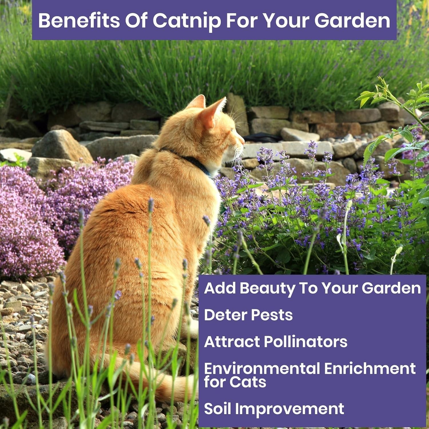 Freshly Harvested Catnip Seeds – Over 2200 Seeds for a Fluffy Garden Sanctuary