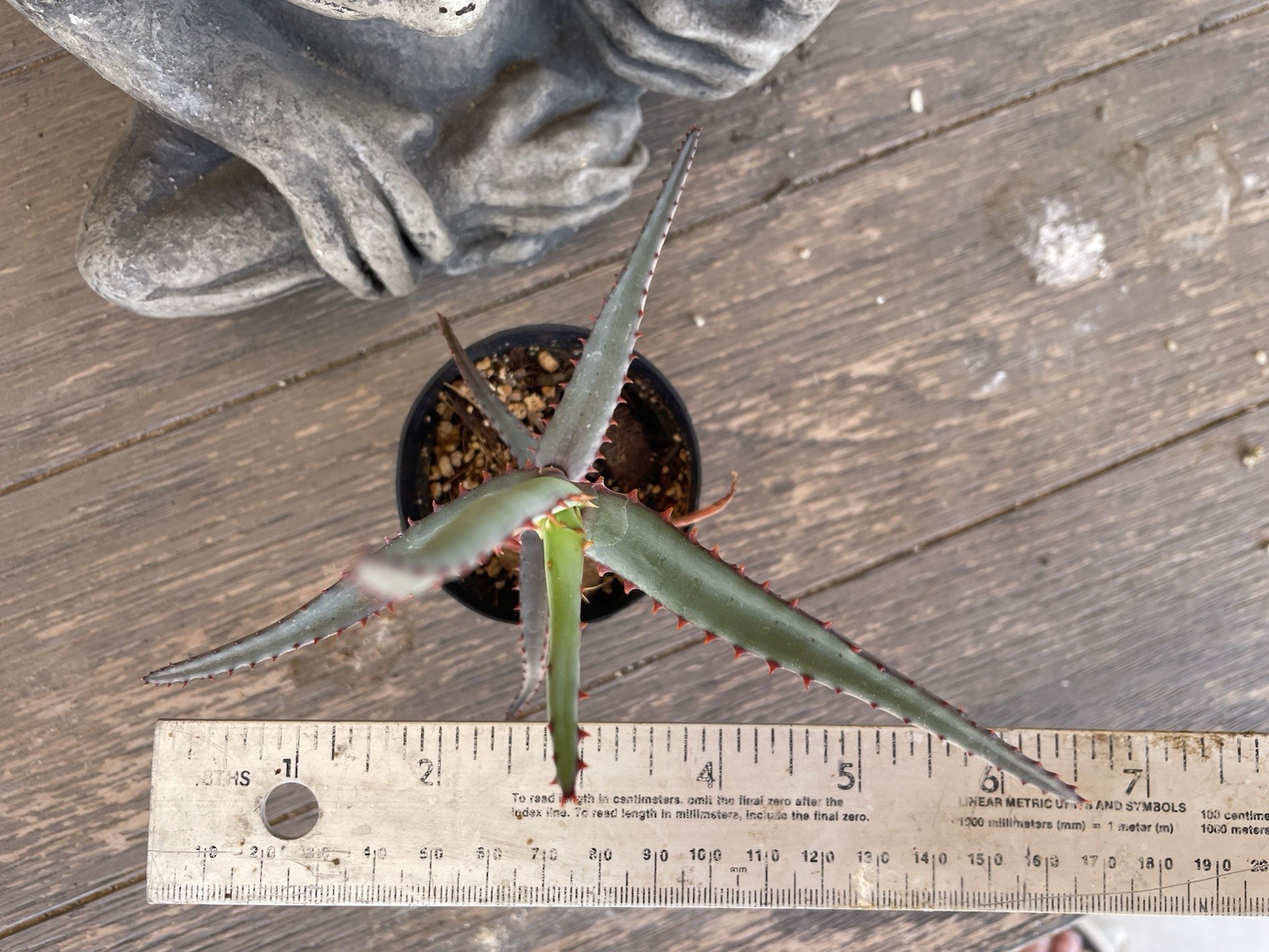 Aloe DIVARICATA — “Mr. Toothy” rare aloe seedling — SEED GROWN!!