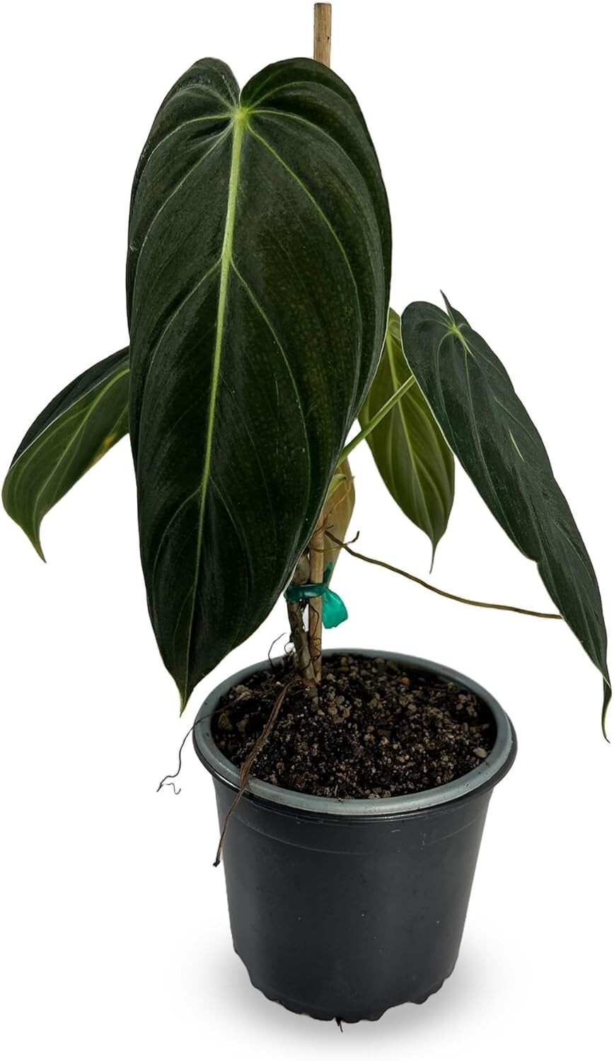 Philodendron Melanochrysum by LEAL PLANTS ECUADOR | Houseplant for Living Room