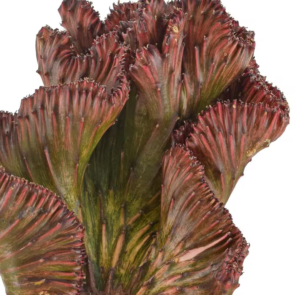 4 In. Red Marmaid Tail Coral Cactus Live Indoor Plant in Beige Plastic Pot Cover