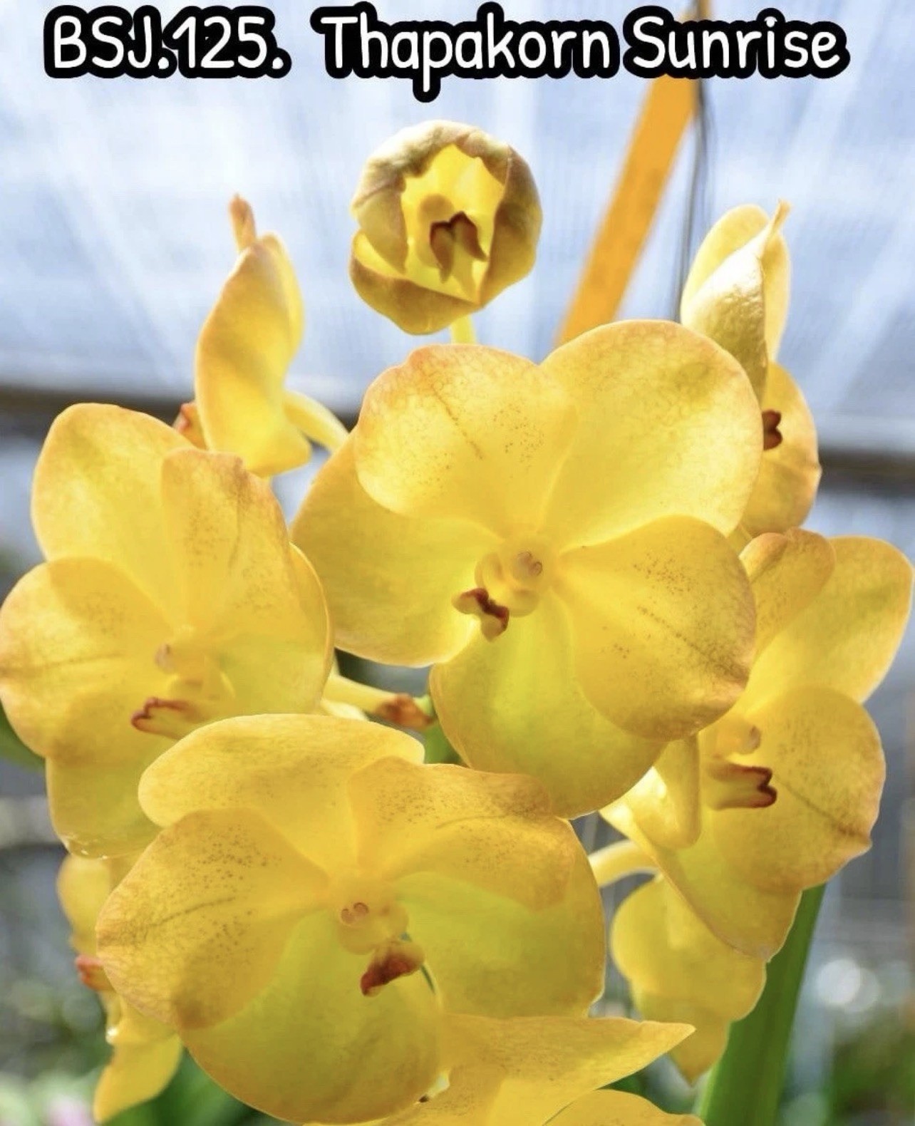 V. Hongsilp X V ceorulea. orchid Seedling