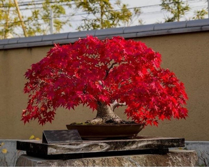 Bonsai Red Maple tree seeds 5 count~ beautiful red leaves~
